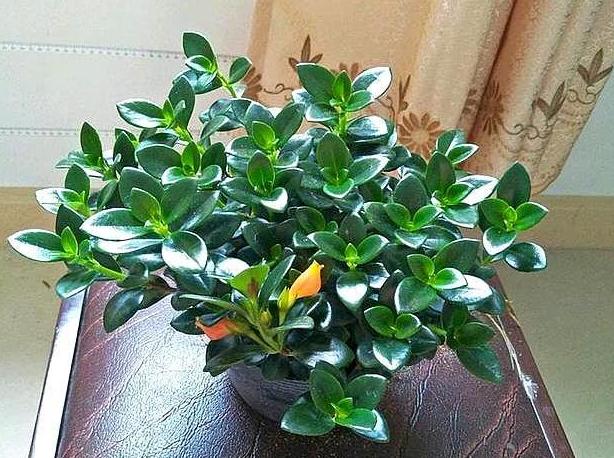 金鱼吊兰什么时候修剪不影响开花,金鱼吊兰不开花的原因和解决办法