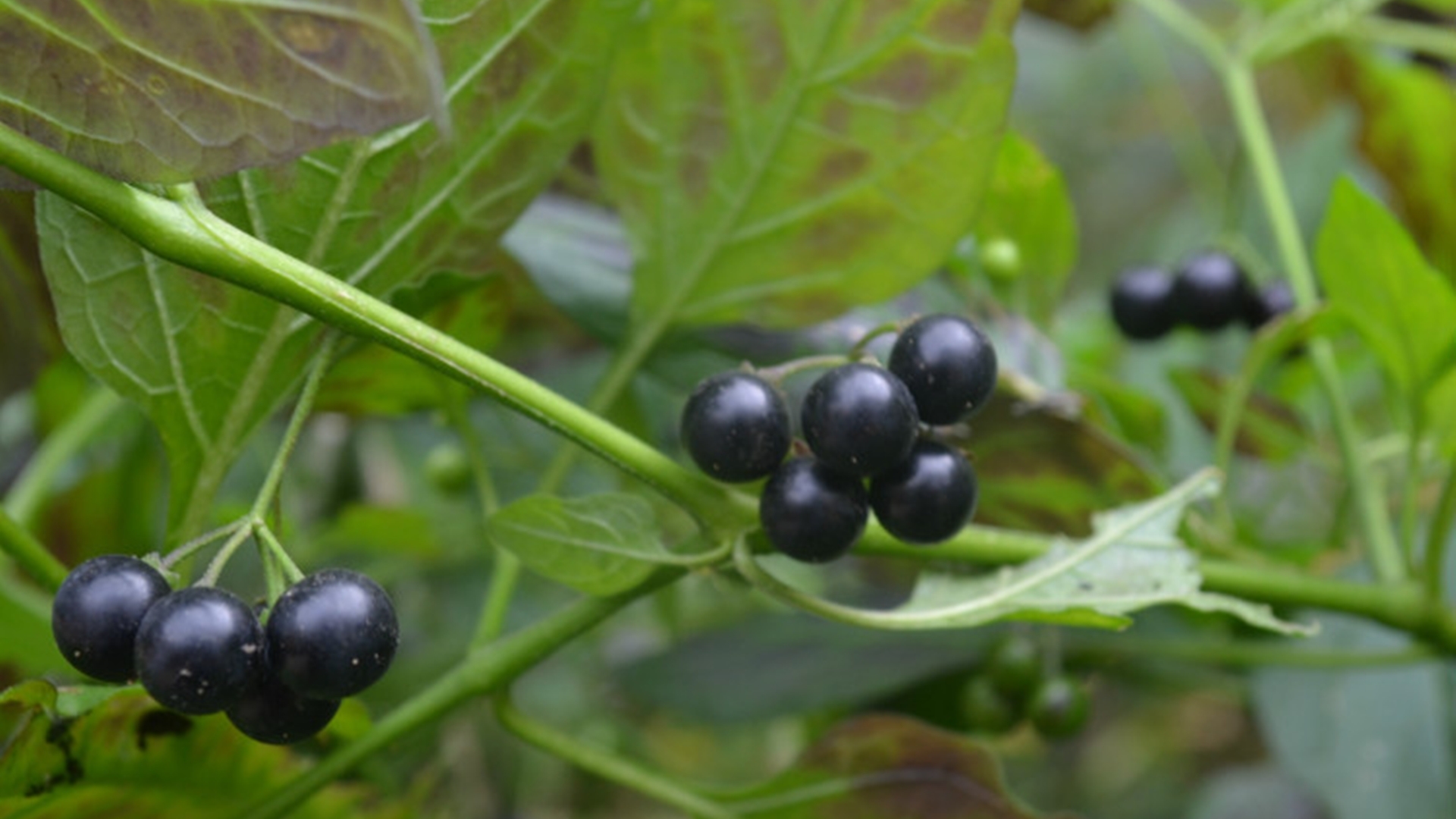 江西农村才有的31种正宗野果,农村100种野果图片带名称大全