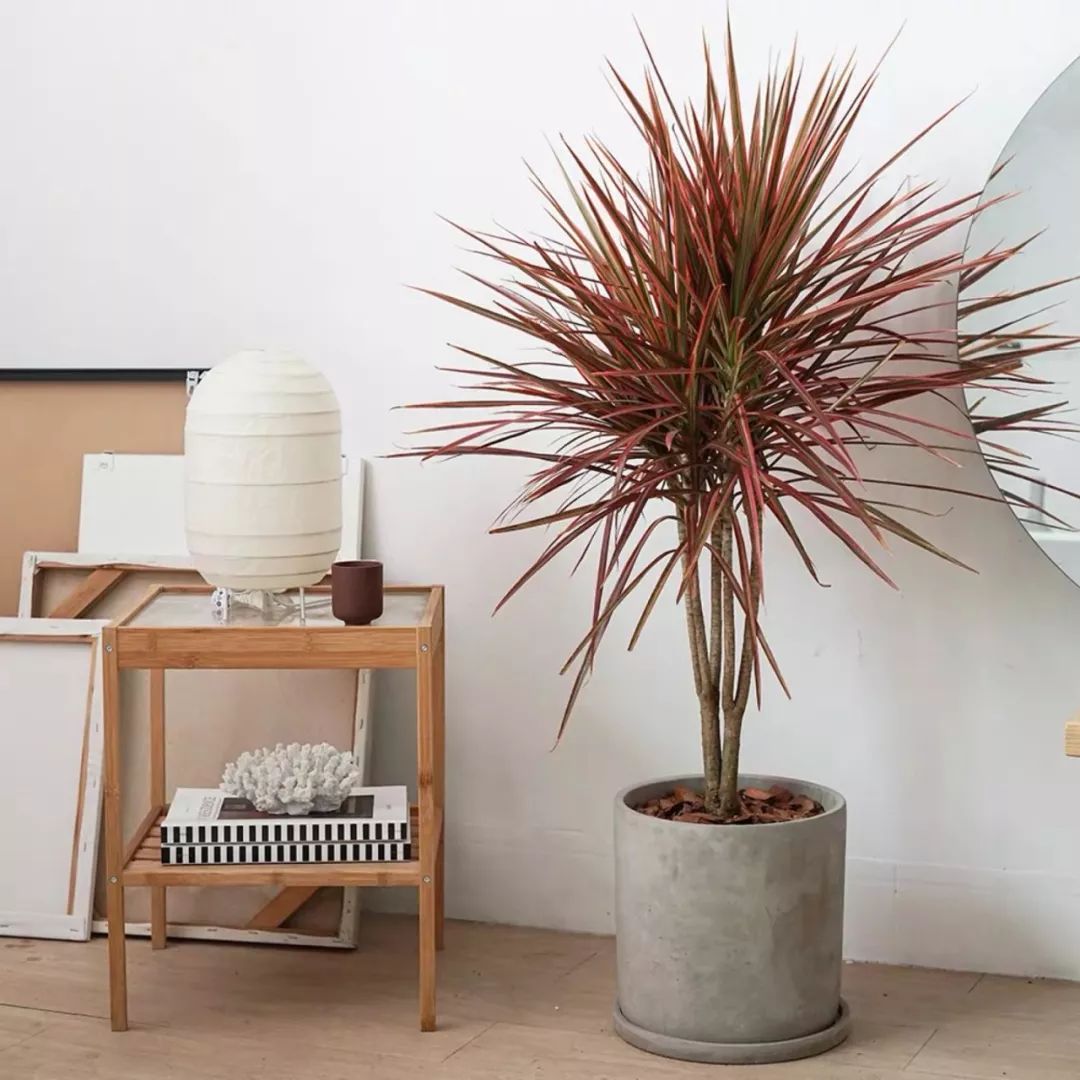 吸甲醛净化空气最好的绿植,除甲醛净化空气的室内绿植