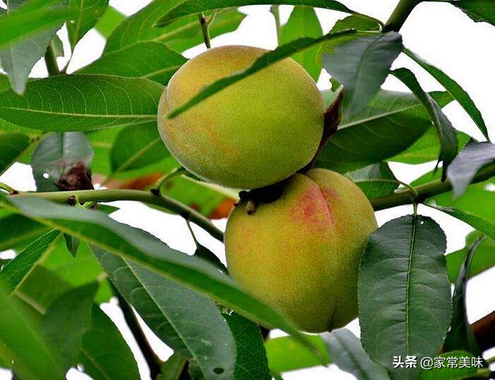 买桃子的十大坏处,买桃子先尝后买