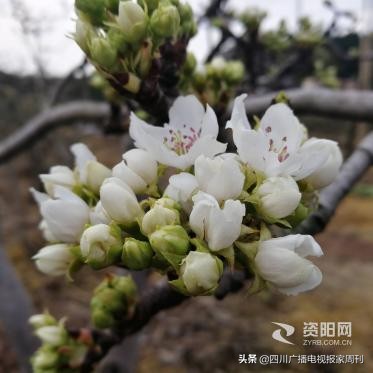 「抗击疫情」四川省电视艺术家协会团体会员单位在行动！（三十八）