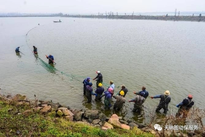鱼拉网后掉鳞,拉网出鱼视频