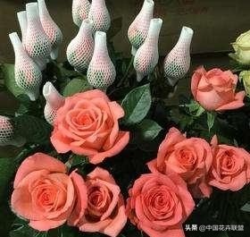 玫瑰花玫红色属于什么品种,最大冠幅玫瑰花是什么品种