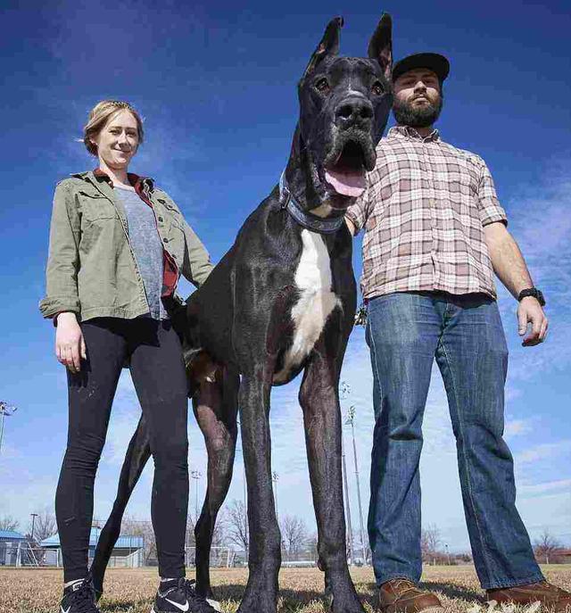 公认十大最好养的狗中型犬,狗界无攻击性的三大犬