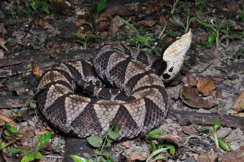 中国剧毒蛇都有哪些 (中国剧毒蛇有几种)