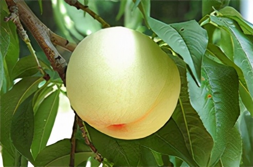 柠檬SGU|冈山大学英文授课本科国际学生探索GDP项目申请条件