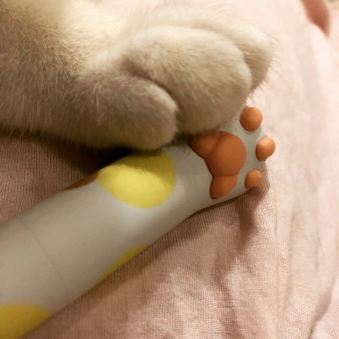 猫奴慎入我怕你又要剁手买买买