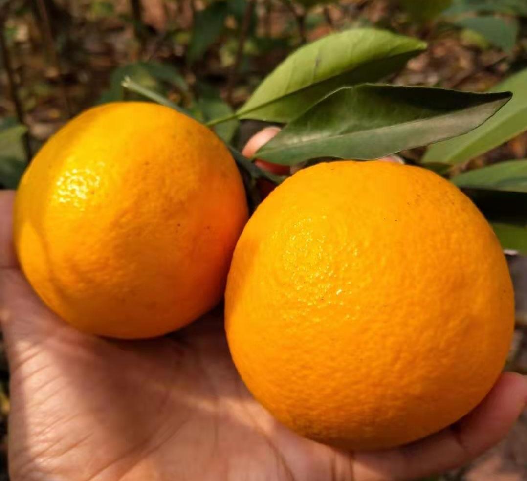 冰糖橙与赣南脐橙的区别,湖南脐橙和赣南脐橙的区别