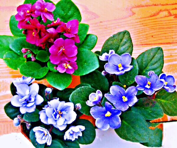 紫罗兰花卉大全,紫罗兰花卉盆栽图片