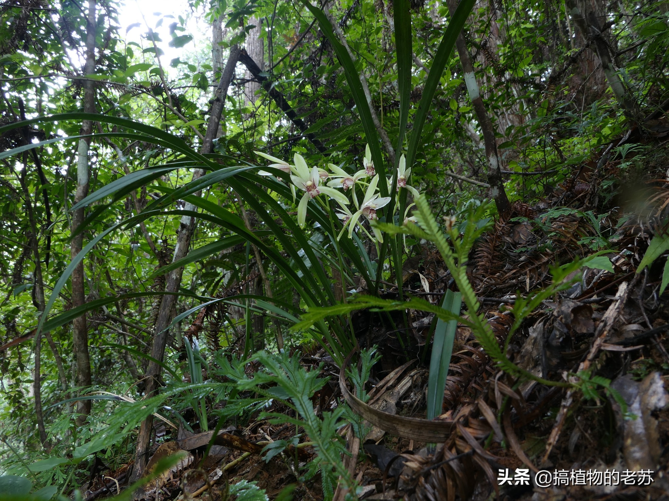 带你看兰花,带你看看蝴蝶兰