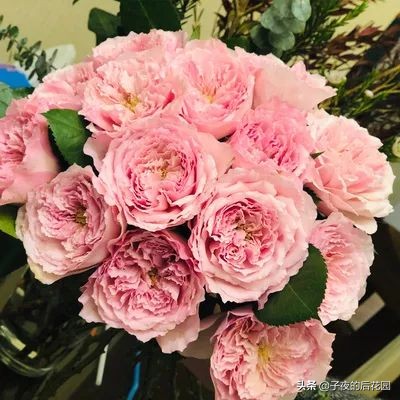 最好的进口玫瑰,进口玫瑰品种