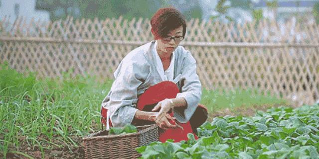 阳台种花种菜怎么养才茂盛,楼房阳台种菜的种植方法