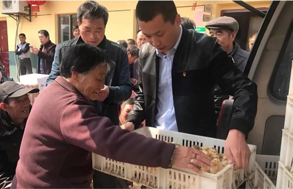 我在农村做代购：自购4万只小鸡送村民被骂“傻瓜”，现年销700万