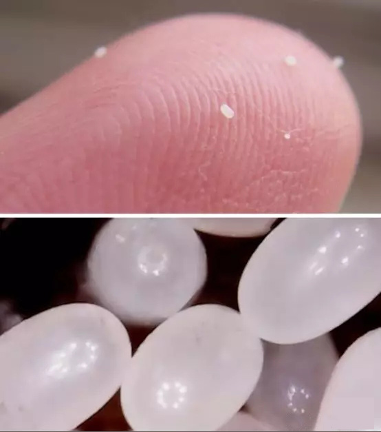 小小的跳蚤竟然能养这么大,小小小跳蚤