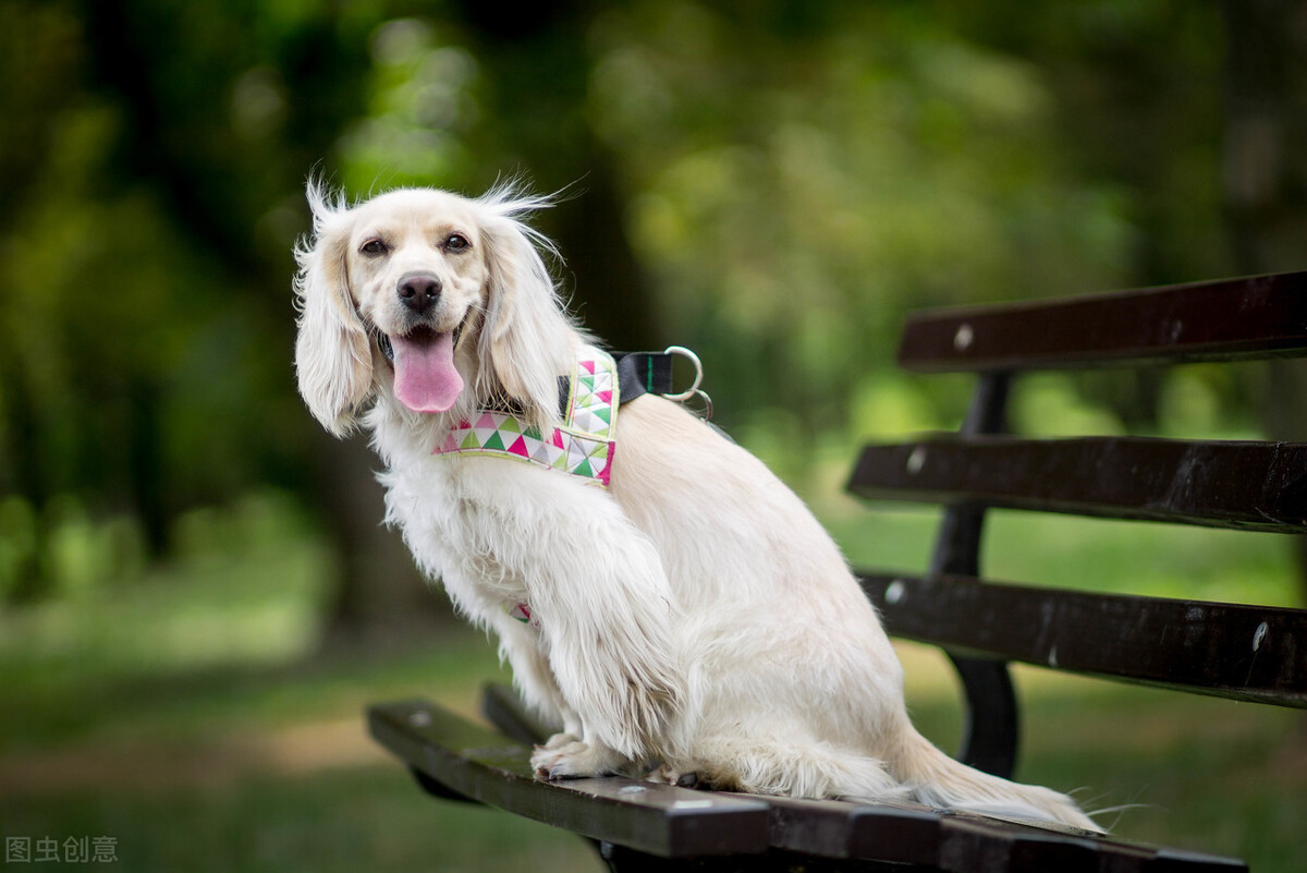 狗猫有布病吗,猫拉血便腥臭是什么症状