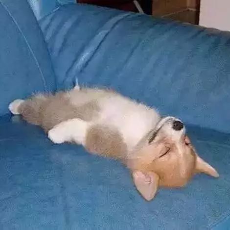 狗狗绝育vs不绝育差别还是很大的,狗狗应该绝育么