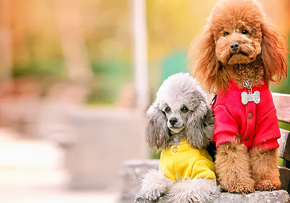 泰迪犬拉稀拉血怎么治,泰迪狗狗拉稀怎么办快速解决