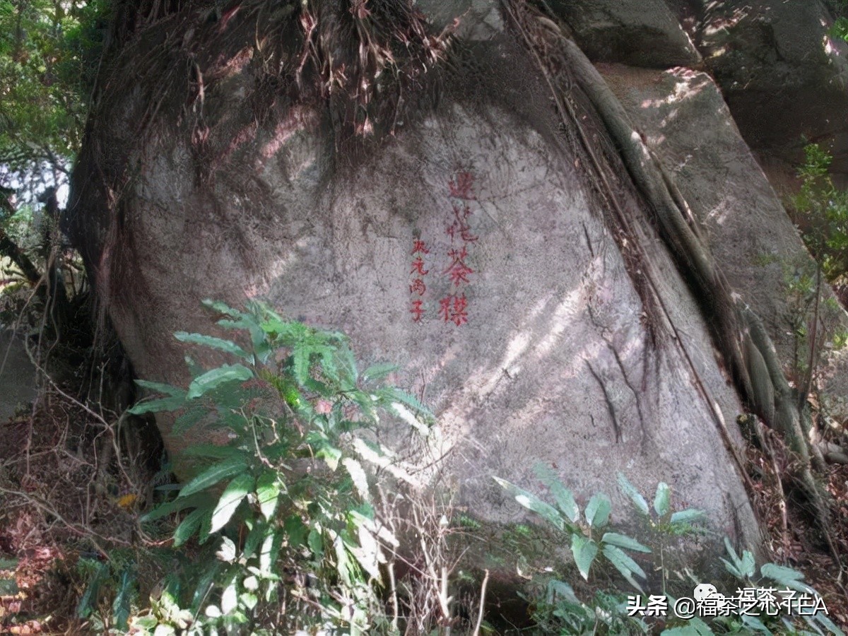 福建最好的茶叶有哪些,福建有哪些茶叶比较好