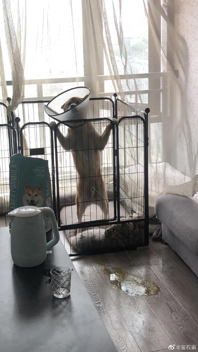 袁咏仪说张智霖劝自己的话,袁咏仪讲张智霖开玩笑