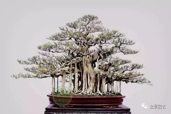 有哪些经典盆景树种,最值得收藏的六种盆景树种是哪些