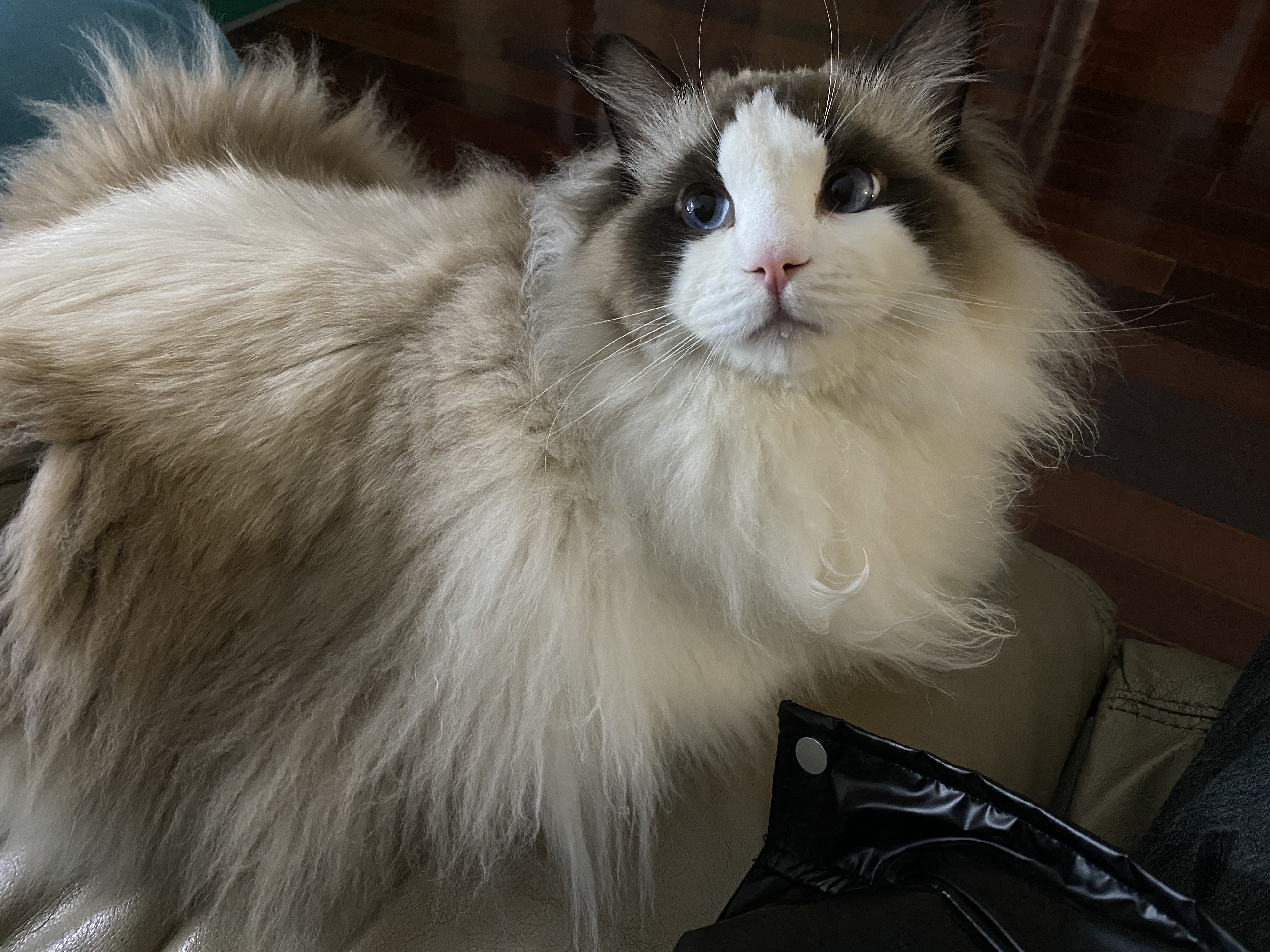 石头扫地机器人和小米的哪个好,石头扫地机器人能用米家控制吗