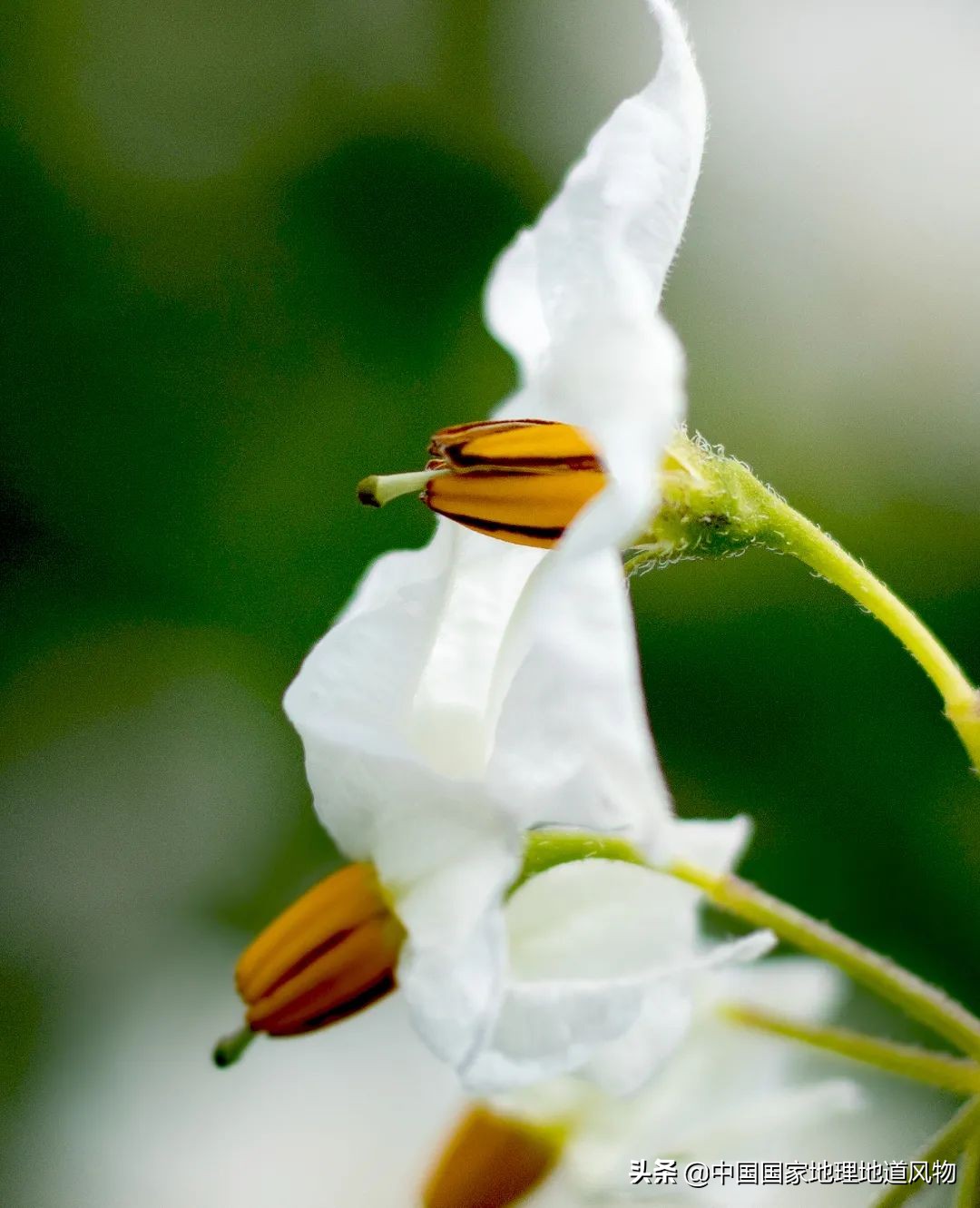 中国薯都地址在哪里,中国薯都为什么是定西