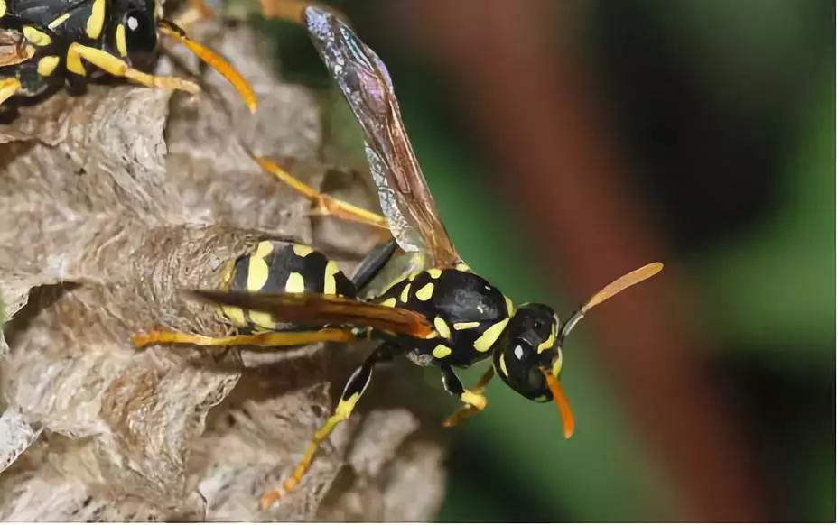 被野蜂蛰了叫什么蜂,被蜜蜂蛰了一下你猜是什么蜂
