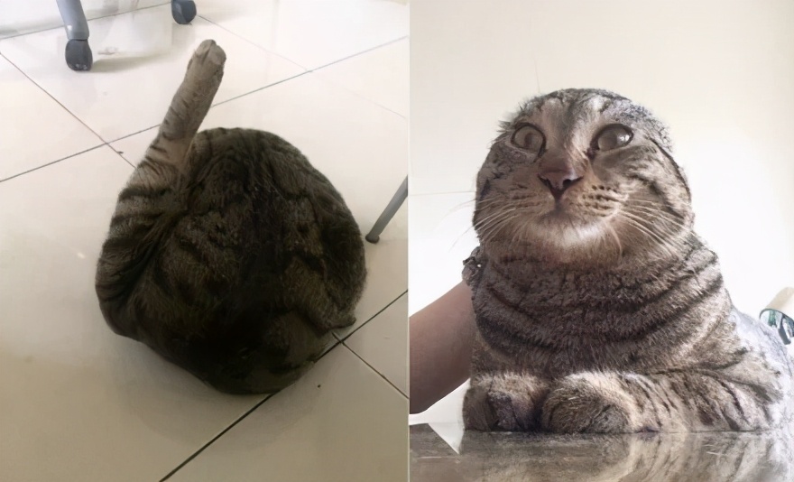 在路上捡回来的流浪猫给它洗澡,救助的流浪猫生病自己无能为力