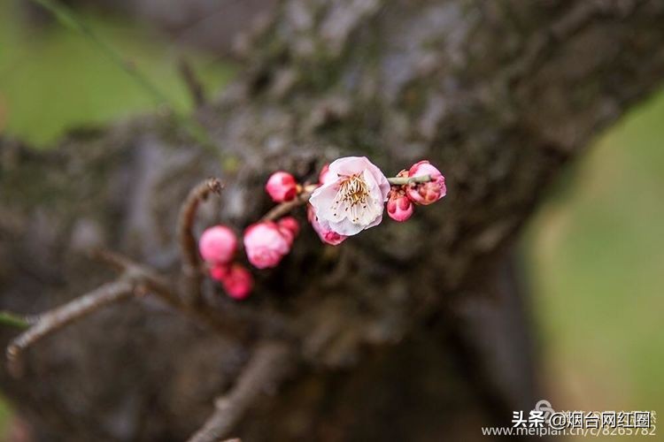 南京梅花山梅花开了吗,来南京梅花山赏梅花
