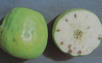 苹果缩果的危害,苹果缩叶病原因和治疗方法