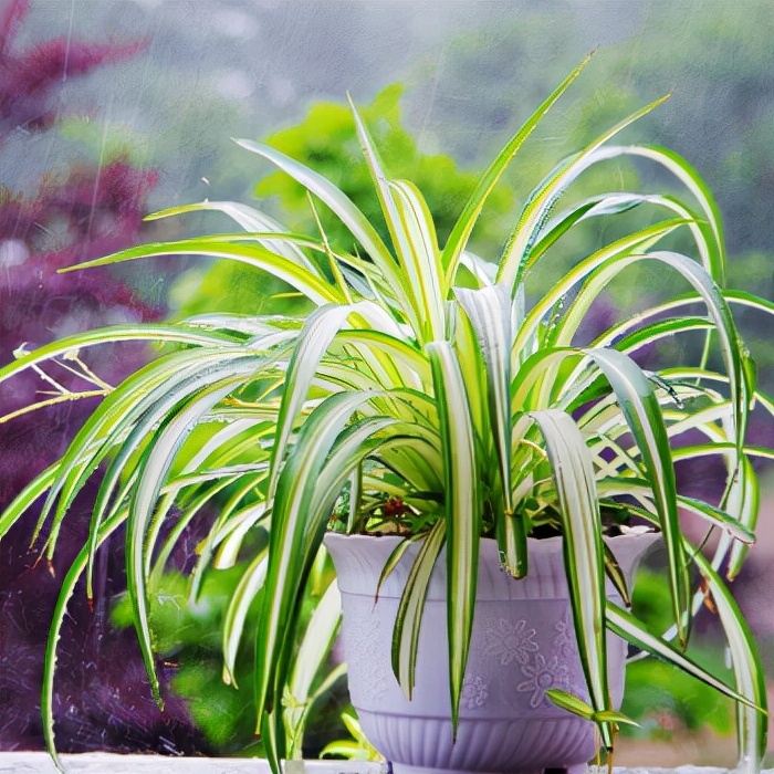 给人养殖什么花适合家养,什么花最好养又适合长期喝