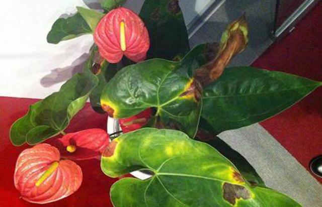 黄叶怎么消除最快,防止花黄叶方法