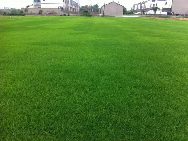 楼顶草坪花园设计效果图,花园草坪养护问题的成果概述