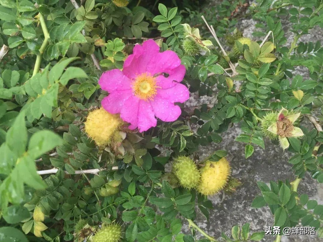 刺梨是贵州独有吗,贵州刺梨怎么去买