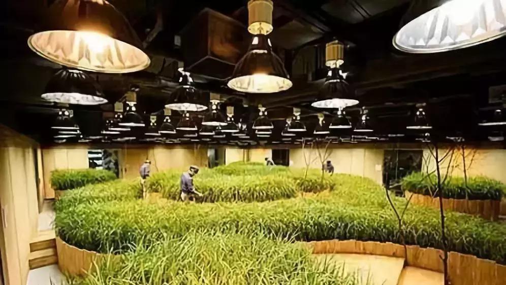 办公室里也能开挖掘机,办公室可以种葡萄