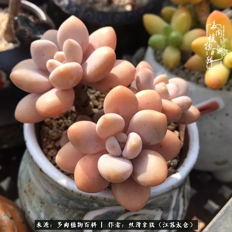 秋叶将落,秋叶即将落下你依然美丽