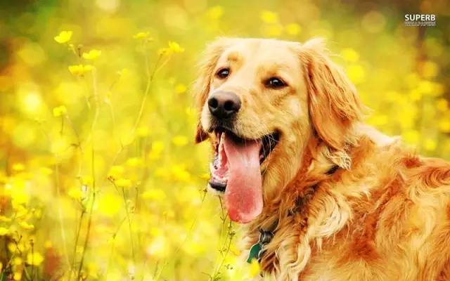 吃太饱出现呕吐,吃太多了狗狗吐了