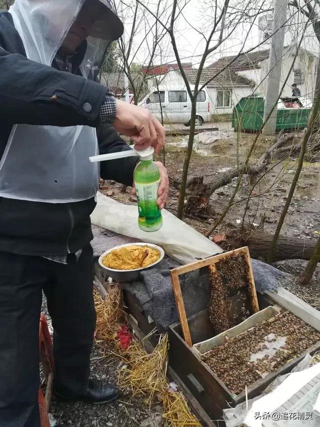 蜜蜂养殖饥荒,饥不择食带来的是后患无穷