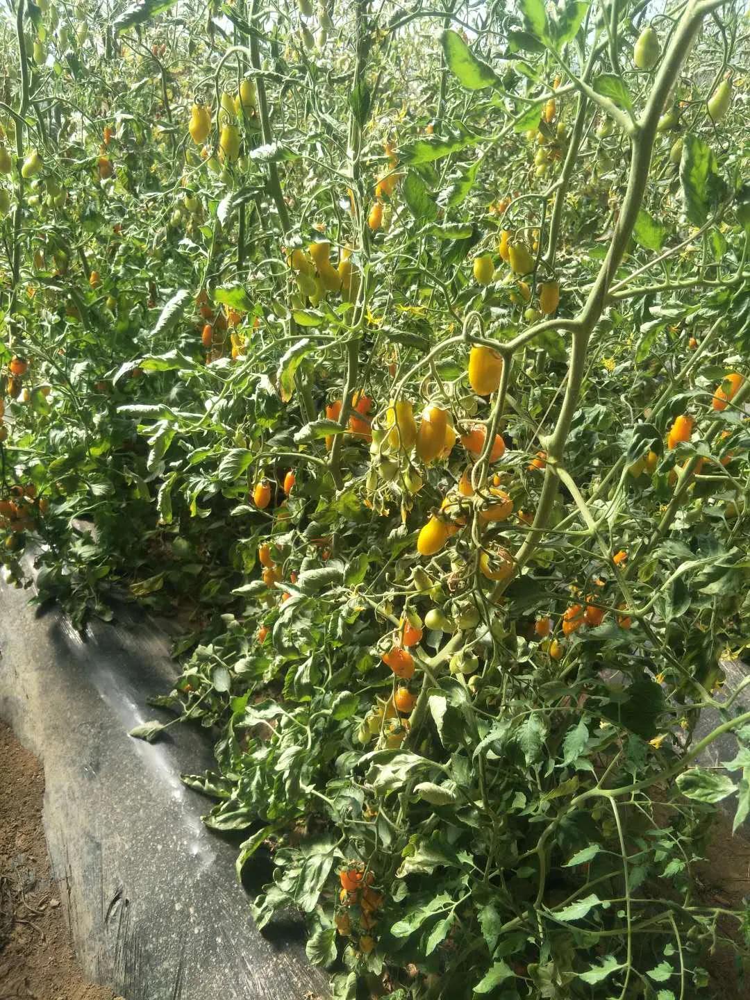 过五一，就来“农味儿十足”黄合少！