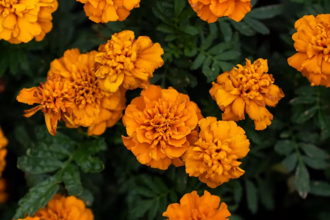 西安花海小森林,西安周边适合郊游野餐的地方