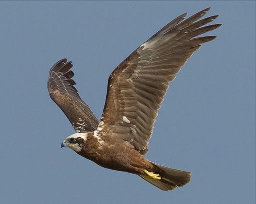 东江揽胜:收集常见鸟类图谱之猛禽篇,摄鸟人自留地,建议收藏