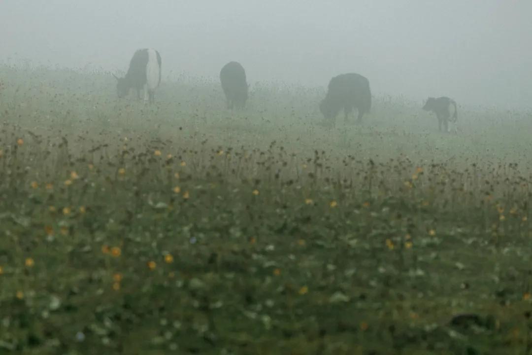 丽江玉龙雪山摄影师照片,丽江风景摄影照片