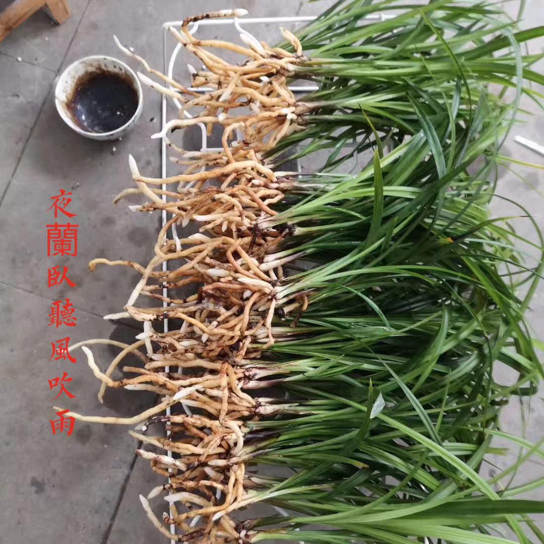 兰花上盆前晾根一般晾多久,裸根兰花上盆前需要泡根吗