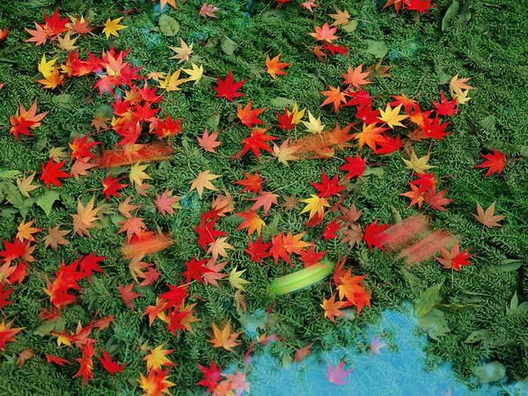 美景欣赏完整版,美景欣赏花朵