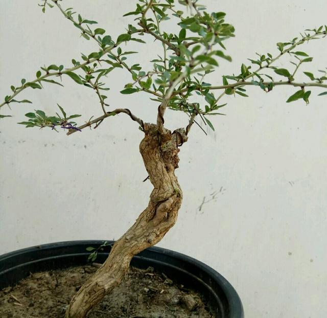 100种常见中药材地骨皮,中药地骨皮的副作用