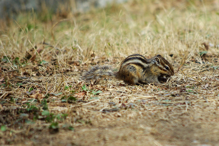 别叫我松鼠啦!我更喜欢被称作“花栗鼠”