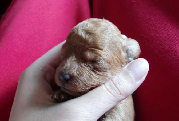 怎样护理狗宝宝,怎么护理狗宝宝