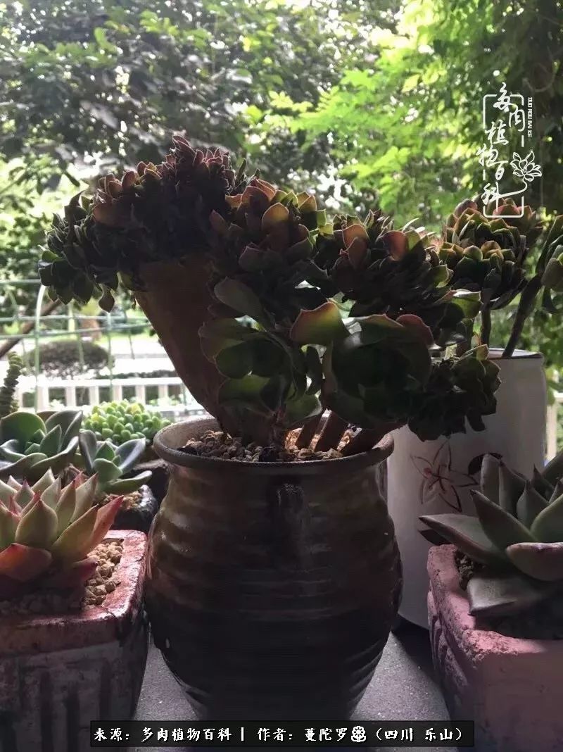 转角遇见多肉,遇见多肉治愈自己