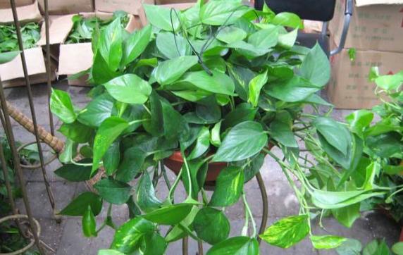 绿萝要是快死，别把它扔掉，利用这种方法可以让它恢复生命力