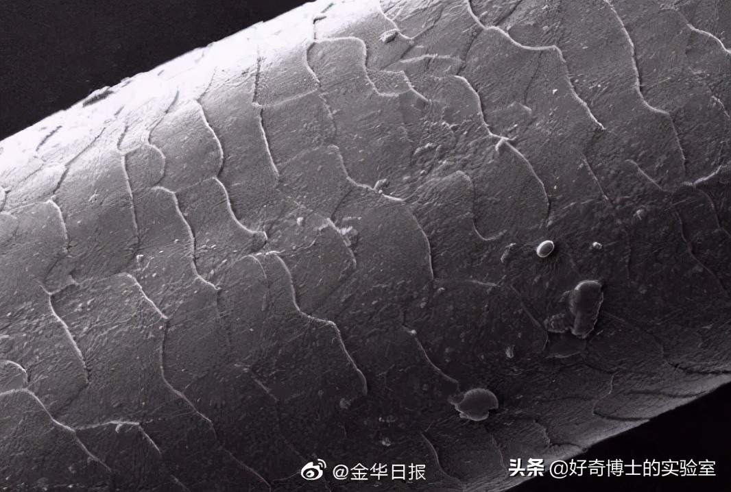 撸过猫撸过狗但你撸过“鱼”吗?